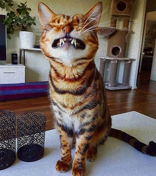 bengal cat "smiling" at the camera with it's fangs exposed and eyes closed