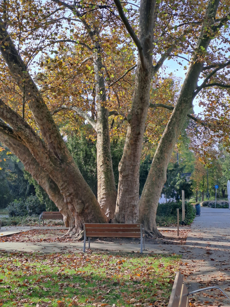 Photo of a large plane tree that branches into 6 trunks at ground level. The leaves are wearing their fall colors, and there is a bench in front of the tree.