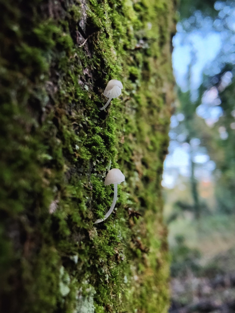 Two tiny white umbrella shaped mushrooms with long stems. They have a translucent quality. Growing out of a mossy tree trunk.