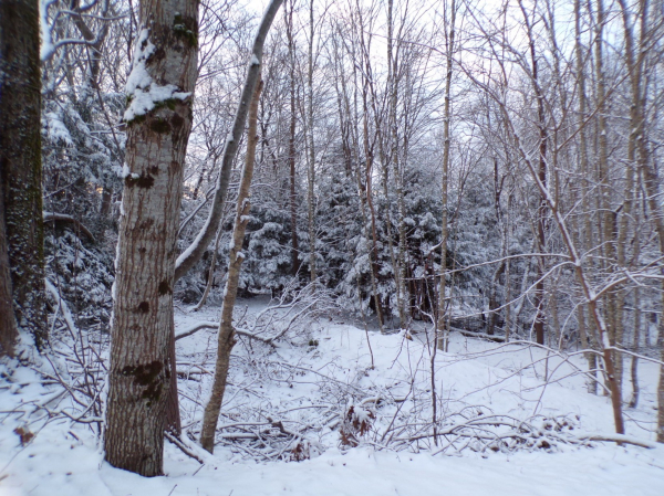 Freshly fallen snow in a forested area, some spruce trees are covered in snow, but the mostly bare tall deciduous tree stand eerie around them. Light blanket of fresh snow on the ground 