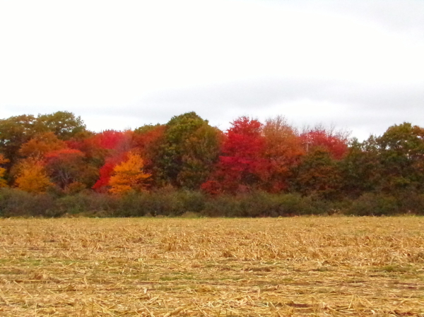 A dry flat cornfield, all the way to the treeline, that is bursting in red and orange and green, fall colours 