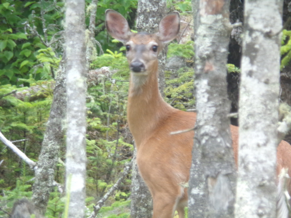 A deer stand frozen, staring out from the trees