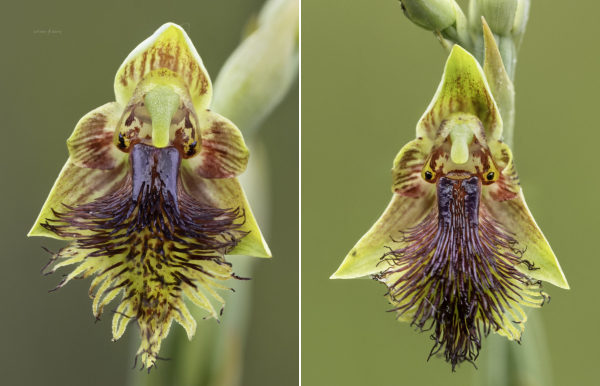 Copper beard orchid (Calochilus campestris) variations at Genoa (left) and Mallacoota (right) - East Gippsland, Australia.