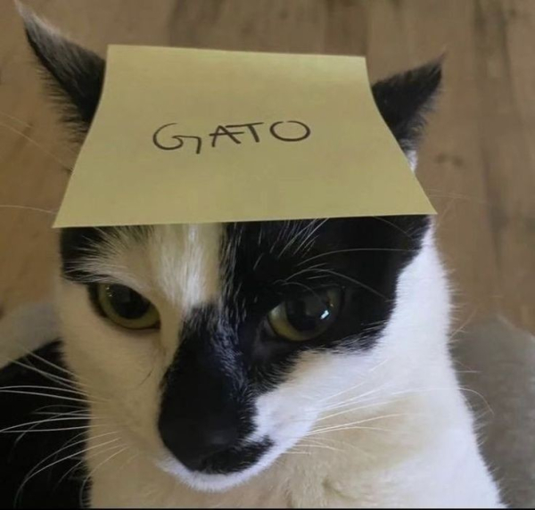 a black and white cat with a sticky note on its head that says "gato"