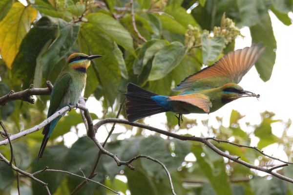 Two brightly coloured birds, one perched on a branch to left of shot and one in flight left-to-right in right of shot.  Bird in flight has dragonfly in its beak. Background is a leafy tree, with bright patches of featureless but bright overcast sky