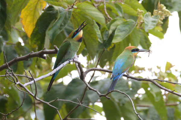 Two brightly coloured birds perched on a horizontal branch with insect prey in their beaks. Background is leafy tree canopy with patches of bright overcast sky