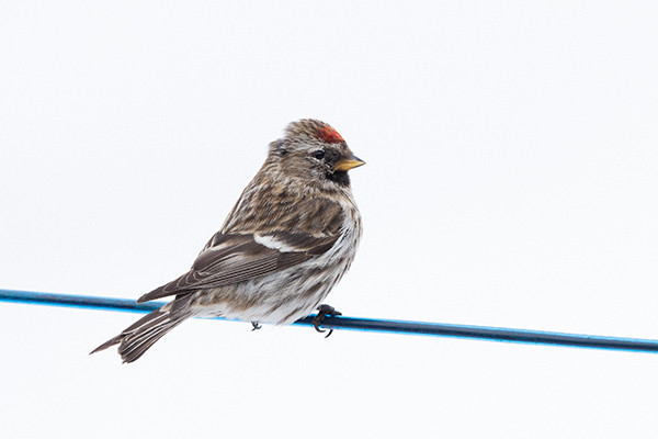 The head of the bird is just above the middle of the photo.
The bird is sitting on a wire facing to the right.