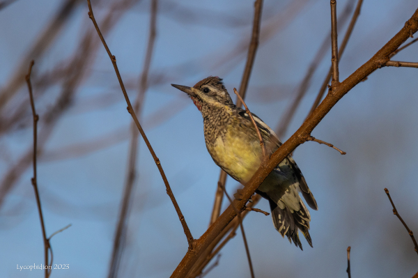 "Yellow-bellied Sapsuckers are fairly small woodpeckers with stout, straight bills. The long wings extend about halfway to the tip of the stiff, pointed tail at rest. Often, sapsuckers hold their crown feathers up to form a peak at the back of the head. Yellow-bellied Sapsuckers are mostly black and white with boldly patterned faces. Both sexes have red foreheads, and males also have red throats [this one is a female]. Look for a long white stripe along the folded wing. Bold black-and-white stripes curve from the face toward a black chest shield and white or yellowish underparts."(AllAboutBirds)