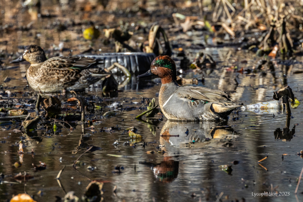 "A pair of Green-winged Teals in a pond containing some plastic and other waste. "Green-winged Teal are very small ducks. They have short, blocky bodies and their tails sit high out of the water. The head is large, the neck is short, and the bill is relatively small. Adult males have grayish bodies with a narrow white vertical stripe extending from the waterline to the shoulder. In good light, their dark heads are cinnamon with a wide green swoop from the eye to the back of the neck. Females are brown with a yellowish streak along the tail. Both sexes have green wing patches in the secondaries (speculum), but these may be hidden when not in flight." (AllAboutBirds).