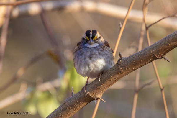 "White-throated Sparrows are brown above and gray below with a striking head pattern. The black-and-white-striped head is augmented by a bright white throat and yellow between the eye and the bill, which is gray. You’ll also see a less boldly marked form, known as “tan-striped,” with a buff-on-brown face pattern instead of white-on-black." (AllAboutBirds)