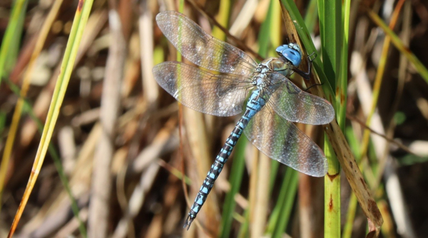 A large dragonfly with bright blue eyes and widespread blue spots on its dark coloured abdomen. It is hanging down from its perch on a reed.