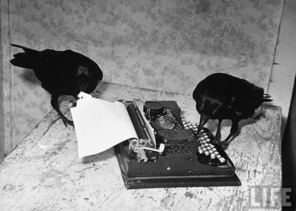 two black crows pecking at a typewriter -- one at the keys and one at the paper -- an old black and white photo from LIFE