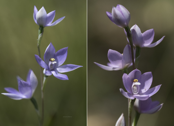 Sun orchids (Thelymitra) near Corin, ACT - blue and pink flowering forms growing close together in late November.