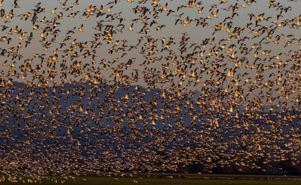 Thousands of Snow Geese flying in organized chaos over a field illuminated by sunset glow. They’re rather yellow and pink than white. 