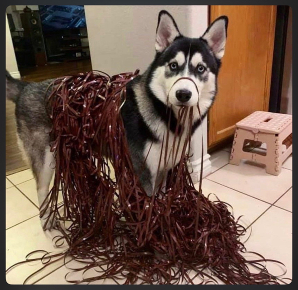 Husky doggo covered in audio tape