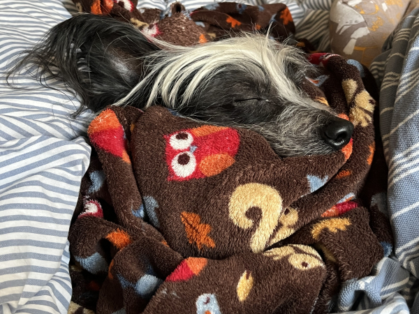 Photo of a Chinese crested dog, lying on a blue and white striped duvet, wrapped cosily in a fleecy blanket so that only his head is visible. He has a black nose, a white crest, and big feathery black ears, his eyes are closed and he looks very snug and fast asleep. The blanket is brown and patterned with red owls and yellow squirrels. 