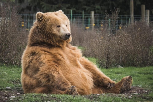 a chonky brown bear, sitting in a hole like an old man, with a look of angst and/or confusion on his face