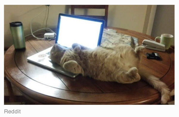 A cat is cutely lying on its back on a computer keyboard.