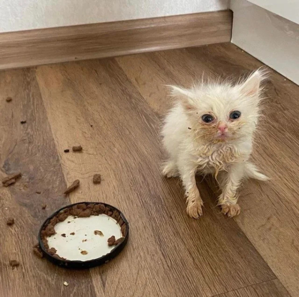 tiny white cat with stains from his food sitting on a wood floor next to an empty bowl and pieces of food everywhere