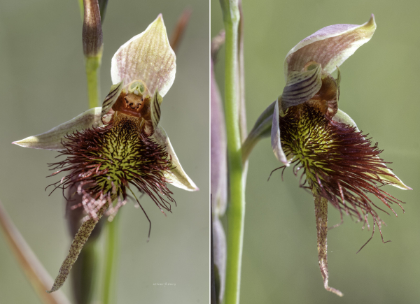 Red beard orchids flowering near Genoa, VIC. 