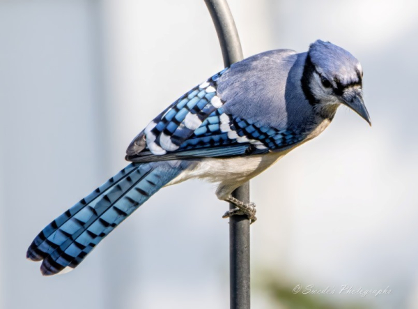 This blue jay perches on a black metal shepherd's hook with its back facing the camera. The bird has its head turned towards the camera obviously aware that I'm there.  Its black beak has the shape of a pointed wedge.  There is a black mark at the base of the beak shaped like a wide letter "H."  The crest on top of its head is flattened and blue, but its face is white with black markings.  Its back and wings are blue, and the flight feathers are elaborately decorated with checkers of blue, white, and black.  Its tail feathers are blue with horizontal black stripes at mostly even intervals, its breast is white, and its legs and feet are gray.

"Large, crested songbird with broad, rounded tail. Blue Jays are smaller than crows, larger than robins. White or light gray underneath, various shades of blue, black, and white above." - allaboutbirds.org