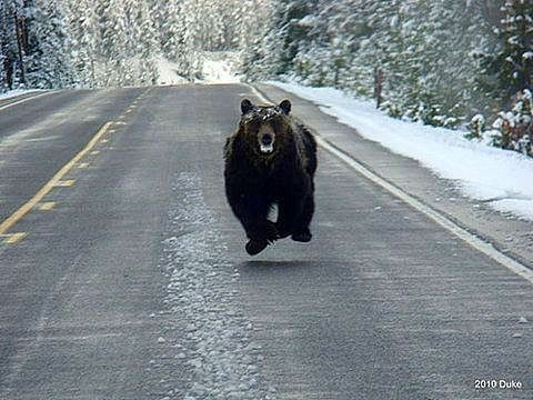 POV: Black bear running on a highway behind you. There is snow on the side of the road and on the pine trees