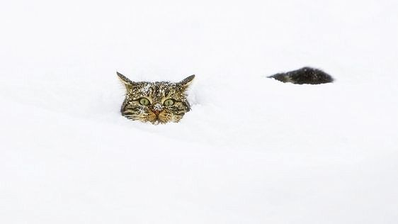 grey and brown tabby mostly hidden by a snow bank -- only the top of its head and tail show; it has a look of shock on its face