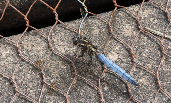 
A blue dragonfly sunbathing on the ground, specifically on a board from a boardwalk provided to allow visitors to walk across a bog without damaging the habitat.