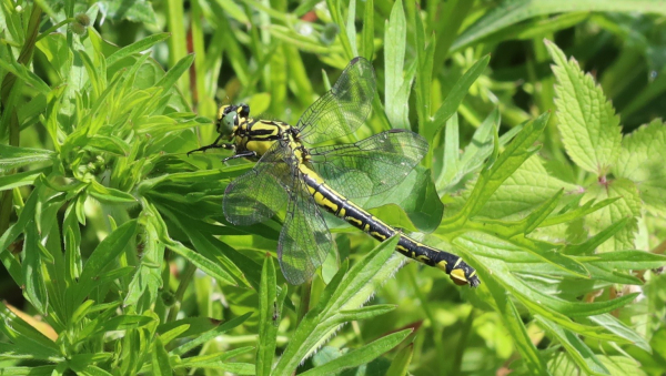 A black and yellow dragonfly with green eyes sits among the leaves of a shrub, slightly hidden. The river is out of shot, behind the shrub.