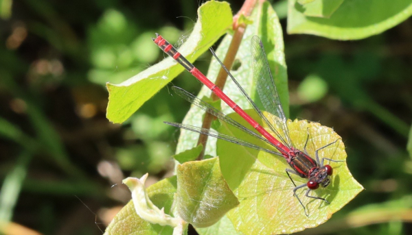 A small, needle-shaped insect sits on a leaf in a sunny spot. The photo is taken from directly above it. The head and thorax are black with red eyes, the long thin abdomen is mainly bright red with some black markings towards the tail end.