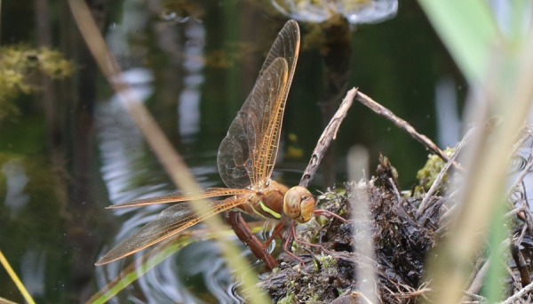 A large brown dragonfly clings onto a clump of moss on the surface of a ditch, with the tip of her abdomen under the water to lay eggs. She has prominent brown veins in the front part of each wing ans is all brown except for some yellow stripes on the side of her thorax.