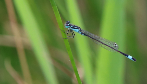 A small, needle-shaped insect sits on a blade of grass. Its head and thorax are black and blue, the abdomen is black with two bright blue segments near the tail end. The spots on the wings near the tip, which are dark in most species, are black and white.