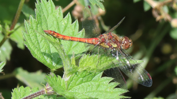 A red dragonfly sits horizontally on top of a nettle plant. Its abdomen is orange-ish red, the side of its thorax has broad yellow stripes. The legs look pale but a loser inspection shows they are dark but have pale stripes running along the length of them.