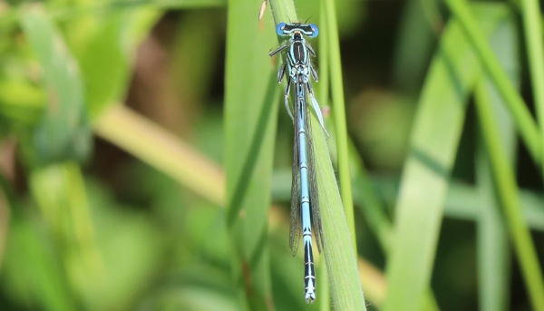 A needle-shaped pale blue insect with intricate black markings sits on a blade of grass. The river is out of focus behind it. The hind-most of the three pairs of legs have broad white flares attached to them, making them look very broad.