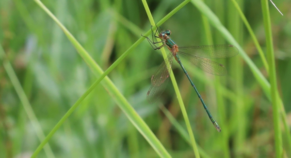 A long, thin insect, bright green with an orange patch at the back of its thorax. It is sitting on a blade of grass. Its wings are held spread out, not folded along its back as most damselflies do.