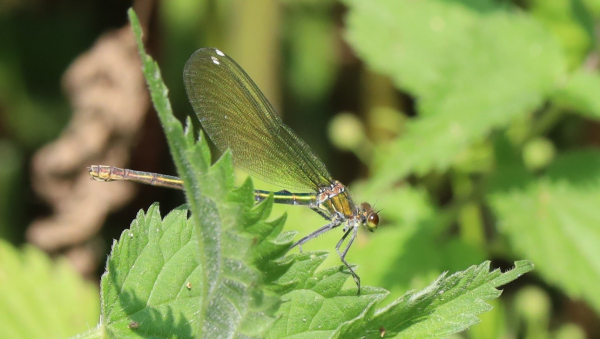 A large green insect with clear wings sits on a nettle leaf. She holds her wings closed, being a damselfly, but in other respects looks more like a dragonfly. Her wings have white spots near the tips, which are typical of female demoiselles.