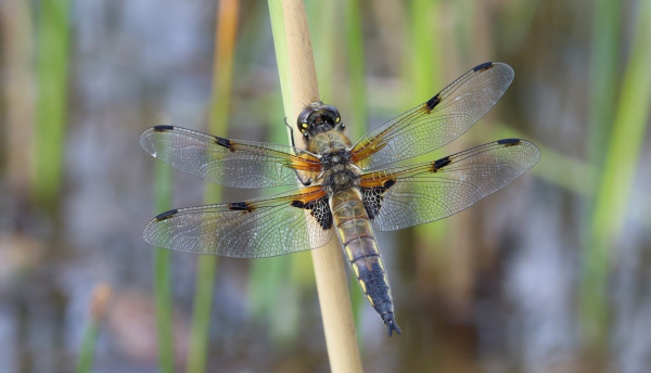 A largely-brown dragonfly with a wide abdomen and patterned wings sits on a reed stem.