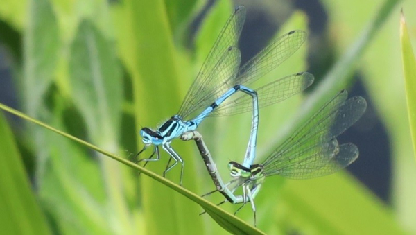 Two needle-shaped insects each with its tail joined to the thorax of the other, forming a wheel. The male is blue and nearer the camera, the female green and black; she holds her abdomen upside down. They are sitting on a leaf.