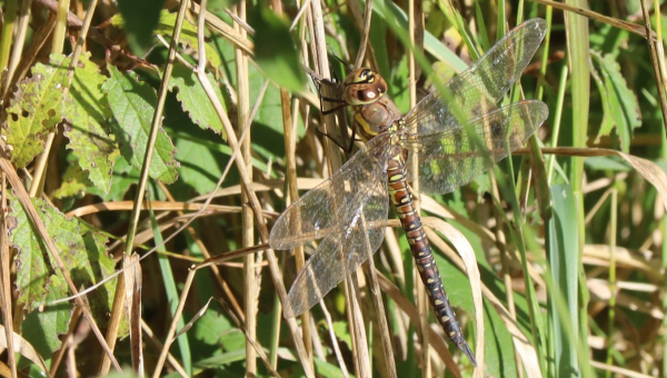 A large, mainly brown dragonfly hangs from a dead reed stem. Her position is near vertical, head at the top, parallel with the reed stems and her brown and black colouring with yellow spots causes her to blend into the background unless seen close up.