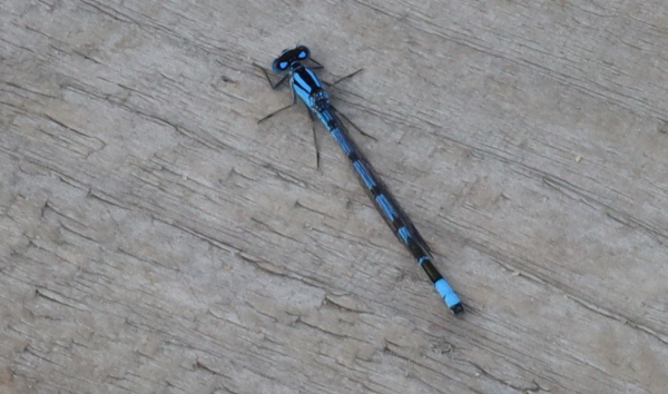 A small thin insect coloured mainly bright blue sits on a flat wooden surface.