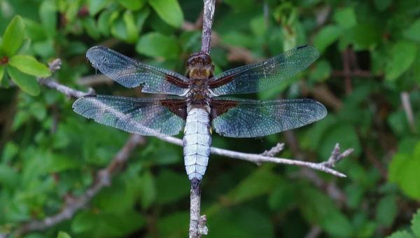 A large dragonfly perched on a stick. Its body is quite wide, the thorax being brown while the abdomen is bright blue. The parts of the wings nearest the body are dark-coloured.