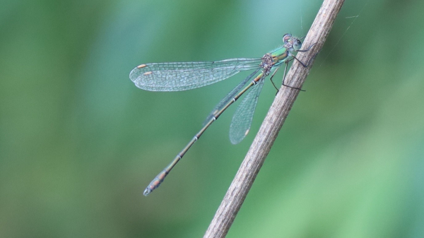 A long thin insect perched on a twig. It is metallic green all over, except the wings which are clear and have pale spots on the front edge near the tips, where other damselfly species have dark spots.