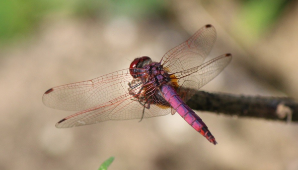 A dragonfly sits on the end of a stick. Its body is a mix of shades of pink, purple and red, its eyes are reddish-brown and its wins have prominent red veins towards the front of each wing.