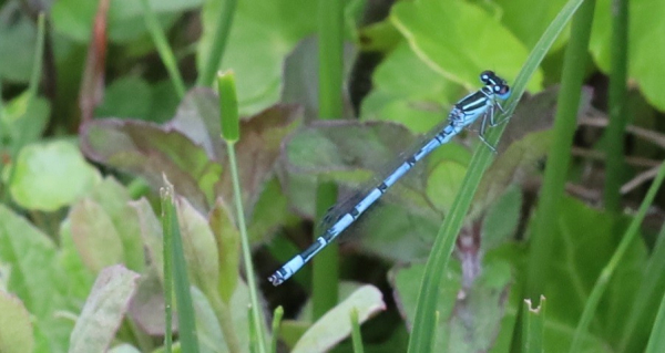 A long, thin, bright blue insect sits on a blade of grass. On the second segment of its abdomen is a black mark in a complicated shape, often described as looking like the traditional symbol for mercury. This shape would be less complex if it were one of the common species - a u shape for Azure Damselfly and a round blob for Common Blue.