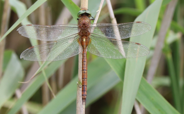 A brown dragonfly with green eyes and clear wings sits on a reed stem.