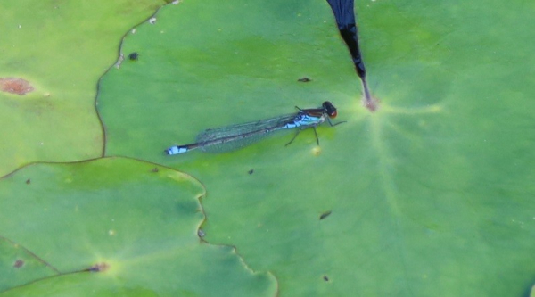 A small needle-shaped insect sits on a lily pad on the surface of a pond. It has red eyes. The top of its thorax and abdomen is black except for a blue band near the tail end. From the side, the thorax and parts of the abdomen are bright blue.