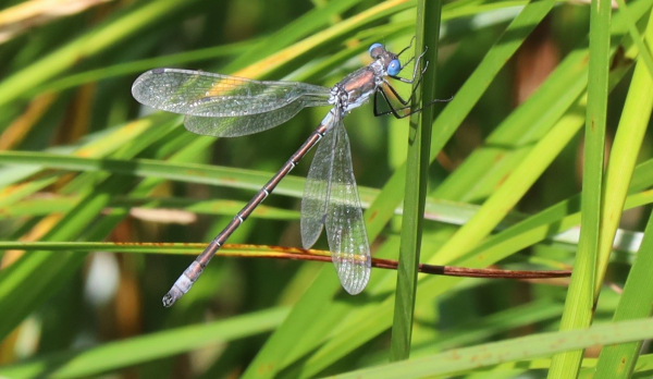 A small, long, thin, greenish-bronze coloured insect sits on a blade of grass. Its eyes are bright blue. There are pale blue patches on its abdomen. It holds its wings spread out, like other Emerald species, not folded along its body like most damselflies.