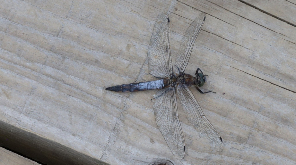 A dragonfly sits on a wooden surface. Its abdomen is blue, except at the tail end where it is black. the thorax is dark brown and the eyes are a very dark green. The wings are held stretched out at 90 degrees from the body and are long relative to the size of the dragonfly, the wingspan being considerably longer than the head to tail length.