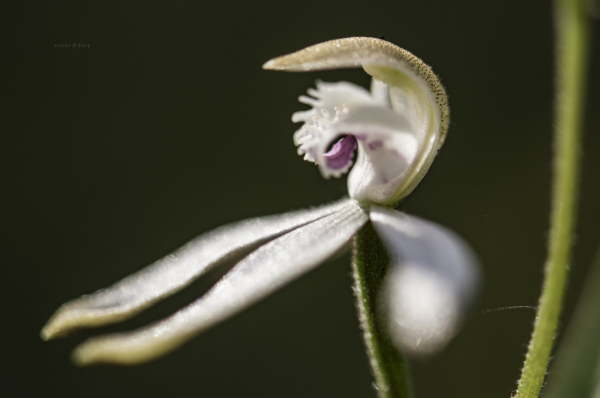 Musky Cap orchid (Caladenia moschata) flowering in Namadgi National Park, ACT.