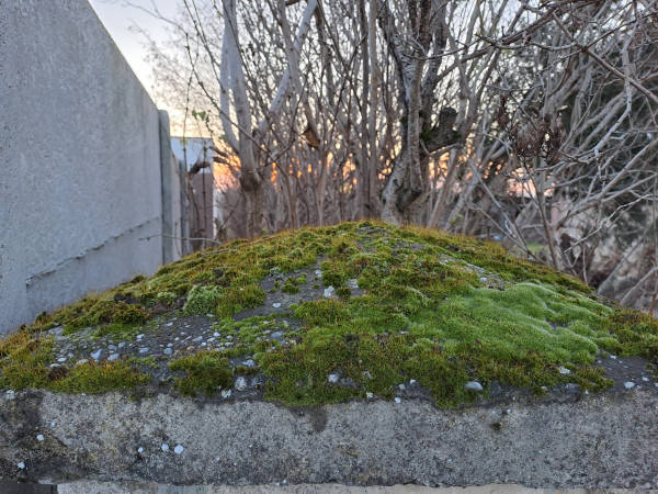 A pyramid shaped concrete fence post top, covered in a green and brown landscape of soft moss. There are bare bushes in the background, with the sunset colors peeking through them.